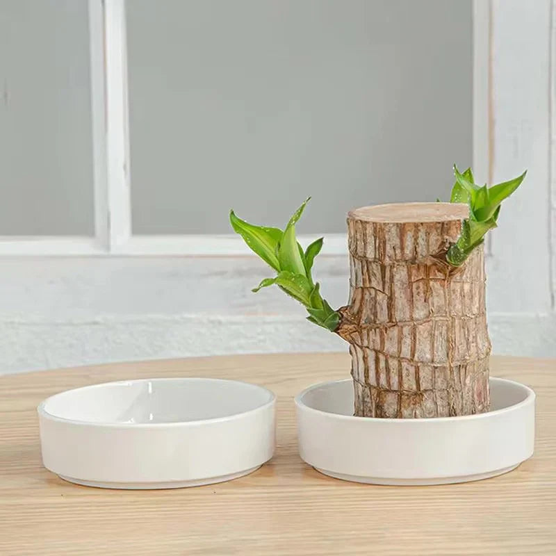 Brazilian Lucky Wood