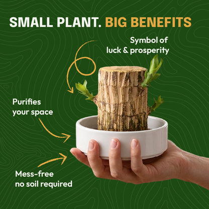 Brazilian Lucky Wood