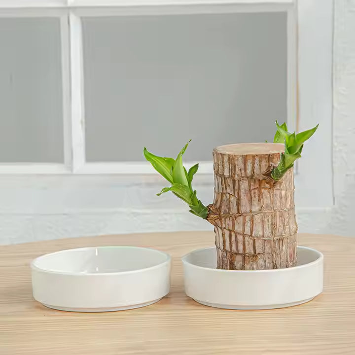 Ceramic Brazilian Wood Pot