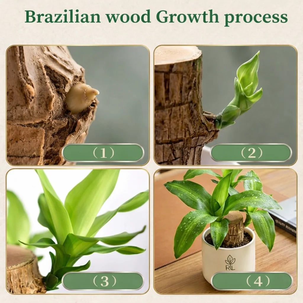 Brazilian Lucky Wood