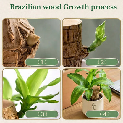 Brazilian Lucky Wood