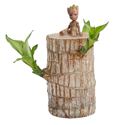 Brazilian Lucky Wood