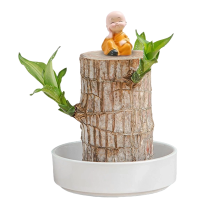 Brazilian Lucky Wood
