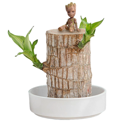 Brazilian Lucky Wood